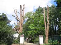 Bomen snoeien